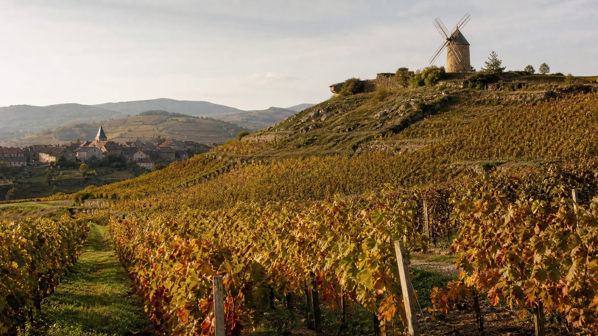 Gamay vines climbing a granite hillside to a stone windmill in Beaujolais