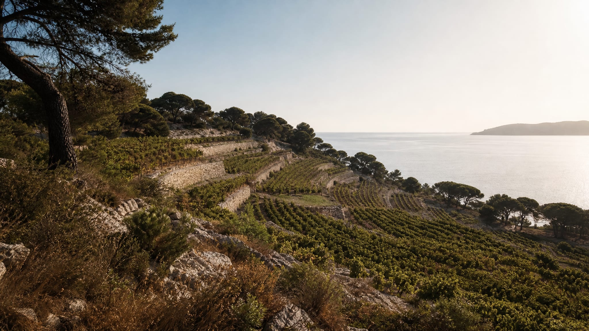 Terraced Bandol vineyards descending toward the Mediterranean