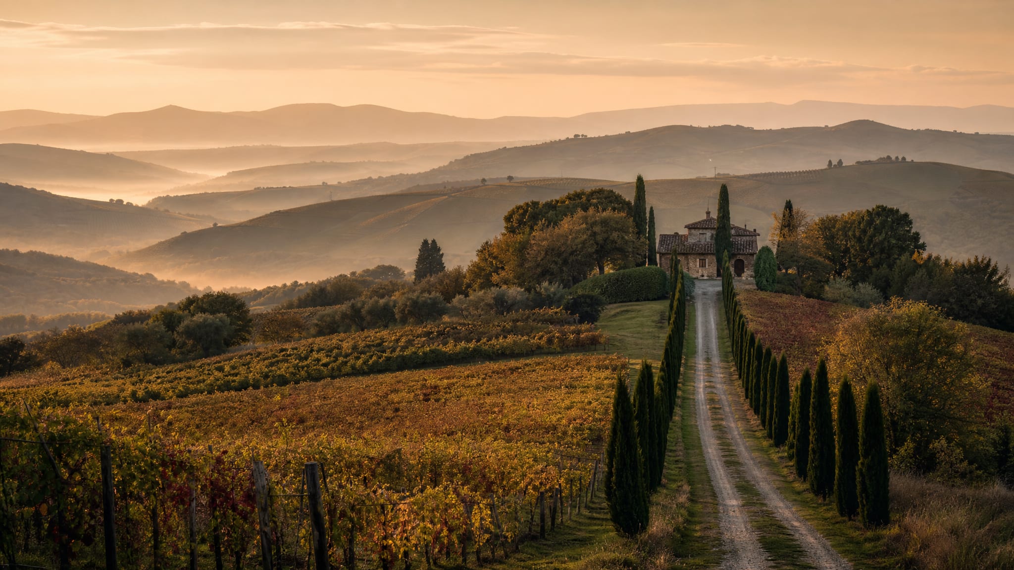 Sangiovese rows and cypress road over Sienese hills at golden hour