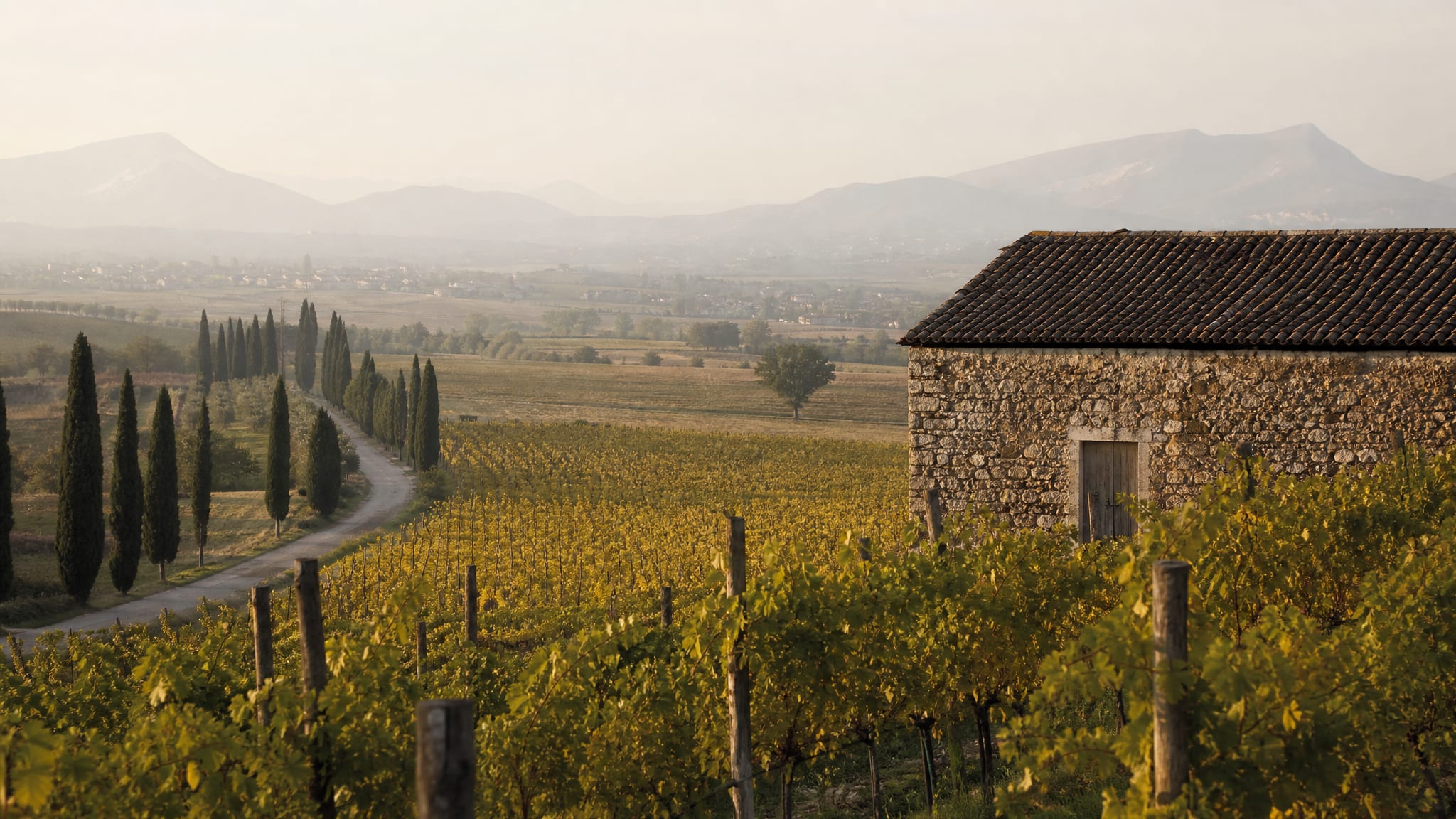 Garganega vineyards on morainic hills south of Lake Garda
