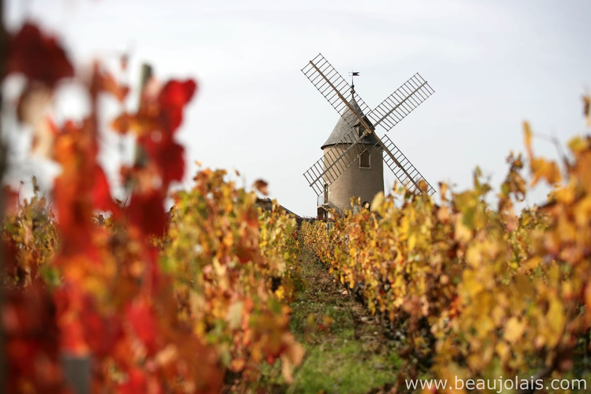 A grey-stone windmill above golden autumn gamay vines in Beaujolais