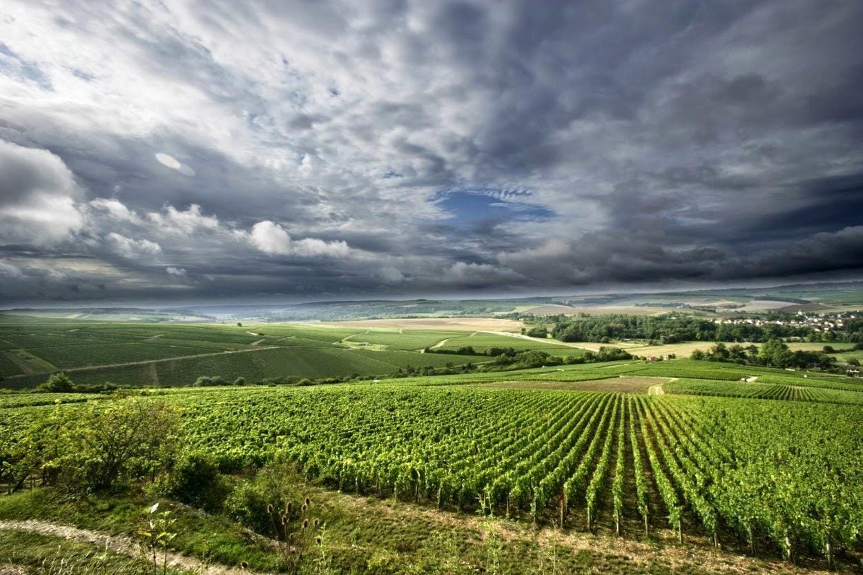 Green Chablis vineyard rows under a dramatic sky