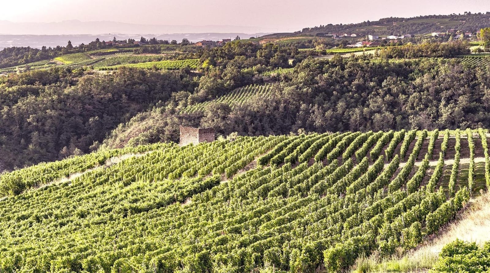 Vineyard rows above the Northern Rhône where the Faury vines grow