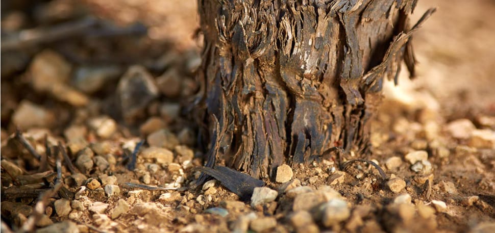 An old gnarled vine rooted in rounded galet stones
