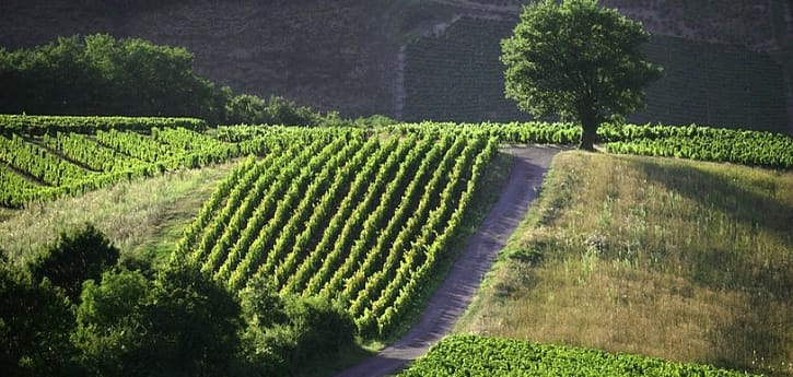 A lone tree over vineyard rows on a Sancerre hillside